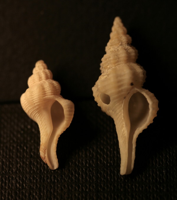 Fusinus siracusanus e?